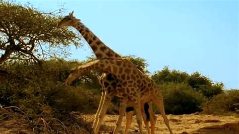 Violent giraffe fight video goes viral | FOX8 WGHP