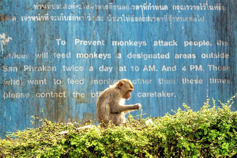 Don't feed the monkeys Photograph by Fabrizio Troiani | Pixels