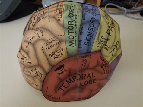 This 3D paper model of the brain showed up at the nurses station of my neuro unit. Big enough to ...