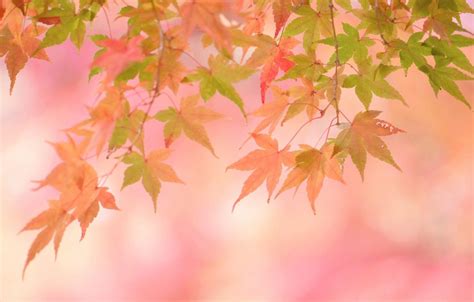 Autumn Leaves Pink Colour Wallpapers - Wallpaper Cave
