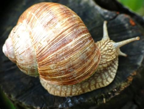 Roman Snail | Snail Facts and Information