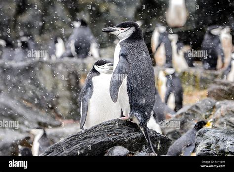 Penguins on the Elephant Island Stock Photo - Alamy