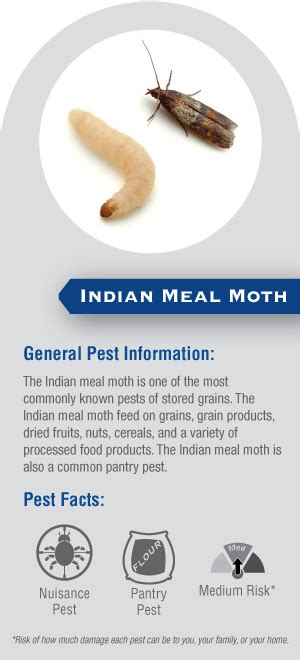 Indian Meal Moth Damage