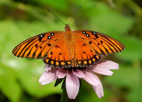 Gulf Fritillary - Alabama Butterfly Atlas