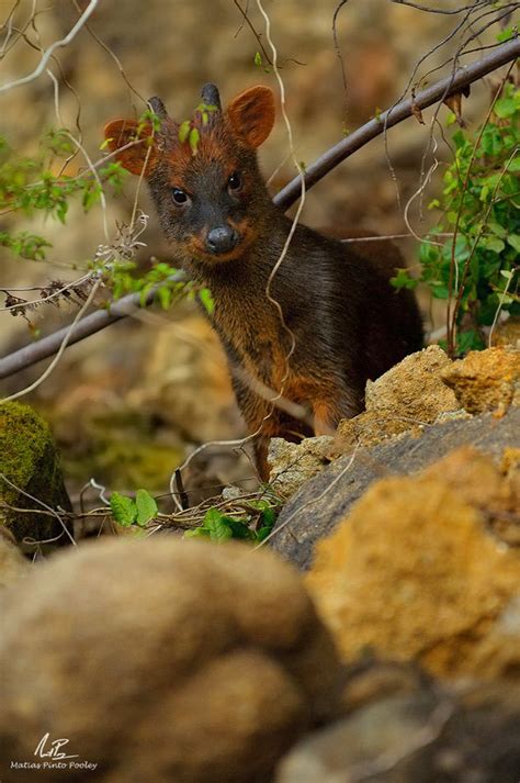 FotoNaturaleza.cl - Fotonaturaleza.cl en 2021 | Fauna chilena, Mamíferos, Tipos de animales