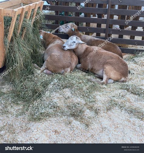 Three Breeding Sheep Romanov Breed Wooden Stock Photo 2209648249 | Shutterstock