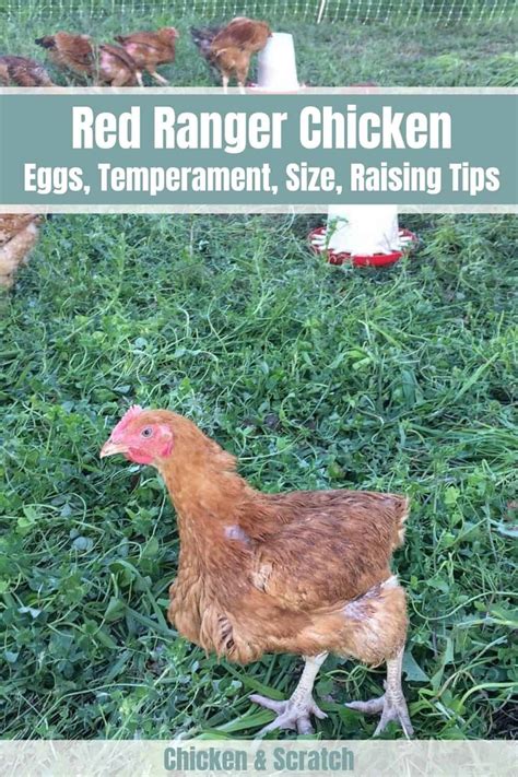 Red Ranger Chicken: Eggs, Height, Size and Raising Tips