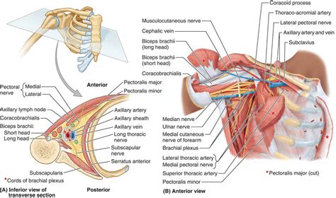 Axilla contents, Axillary lymph nodes and Stages of the plexus ...