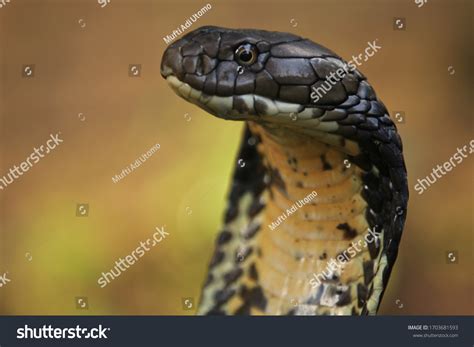 King Cobra Venomous Snake Endemic Forests Stock Photo (Edit Now) 1703681593