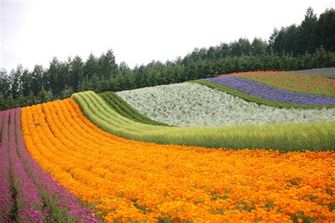 10 Beautiful Flower Farms in Furano and Biei | Kyuhoshi