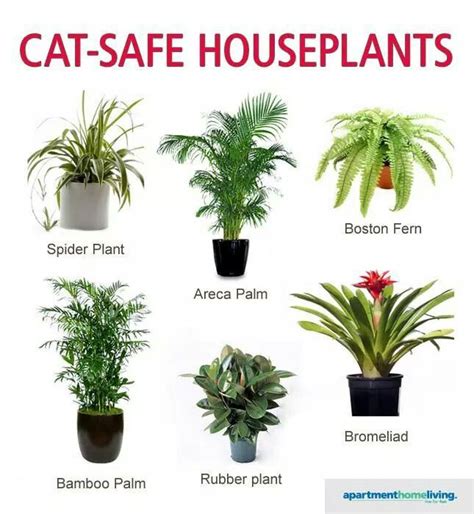 16 best Houseplants Safe for Cats images on Pinterest | House plants, Houseplants and Indoor ...