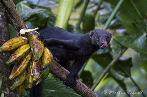 Best Place To See Tayra In The Wild | Wildlife Trails