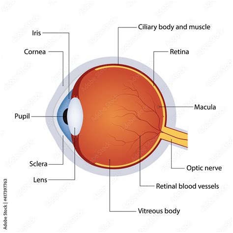 Structure Of Anatomy Human Eye Detailed Diagram Of Eyeball Side View ...