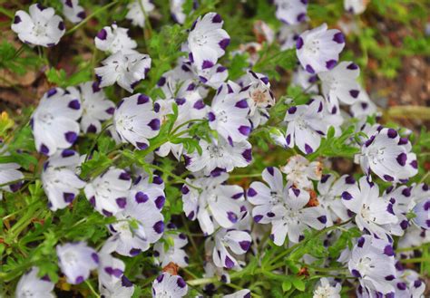 How to Grow and Care for Nemophila