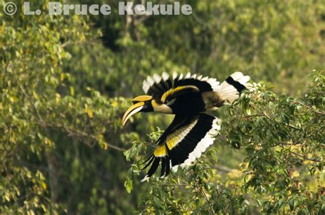 hornbill | Wildlife Photography in Thailand and Southeast Asia