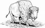 Free Printable Bison Coloring Pages For Kids sketch template