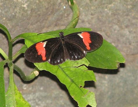 Passion Flower Butterfly | Cincinnati Zoo and Botanical Garden Wiki | FANDOM powered by Wikia