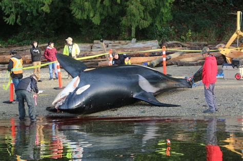 Humans Cause More Orca Deaths Than Previously Understood: Study | KLCC