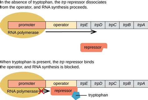 11.7: Gene Regulation: Operon Theory - Biology LibreTexts