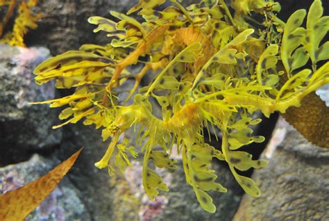 Leafy Sea Dragon Camouflage - Viewing Gallery