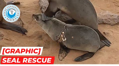 Graphic seal rescue | It is never good news when an OCN rescue video needs a "graphic" warning ...