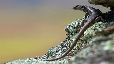 Rare lizard habitat protected: Media release 24 December 2019