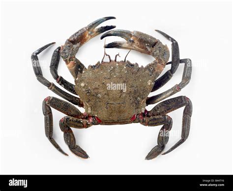 velvet swimming crab Stock Photo - Alamy