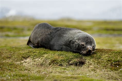 Famous Animals In The Coastal Plain Region Of Georgia References