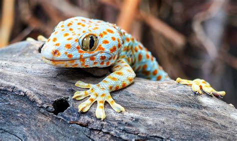 Geckos can recognize their own scent - Earth.com