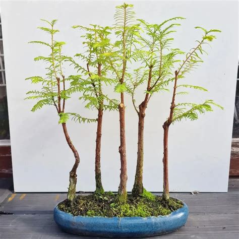 Dawn Redwood Bonsai: Growing a Prehistoric Beauty