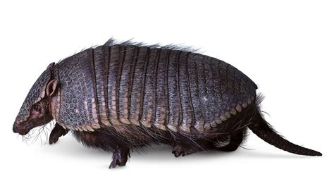 Armadillo Facts | What Is An Armadillo? | DK Find Out