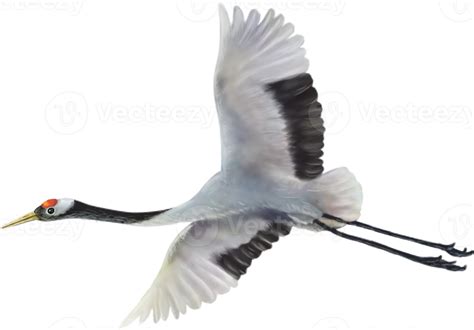 red crowned crane paint 12596664 PNG
