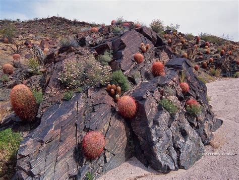 Pin on cacti