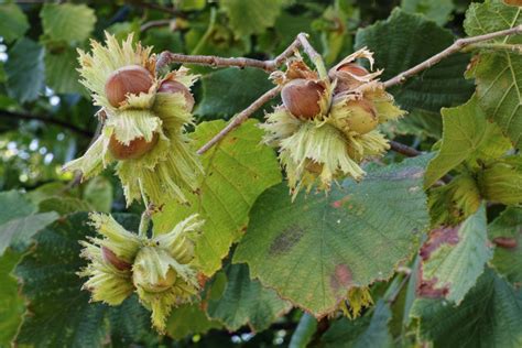 10 wild plants you can eat in the Ontario region - Cottage Life