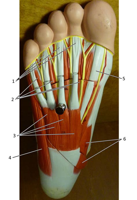 Foot, Plantar Surface (superficial) – Human Body Help