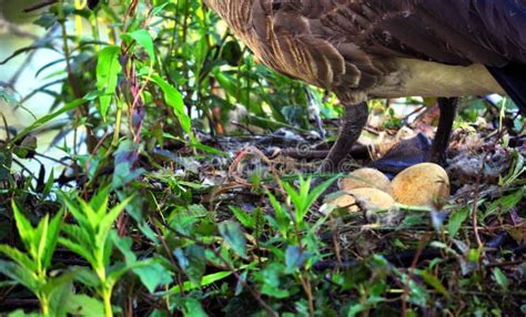 Cluster of Canadian Geese Eggs Stock Image - Image of nest, group ...