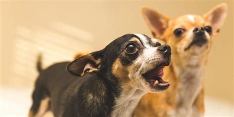 What is Dog Behavior Training? - QC Pet Studies