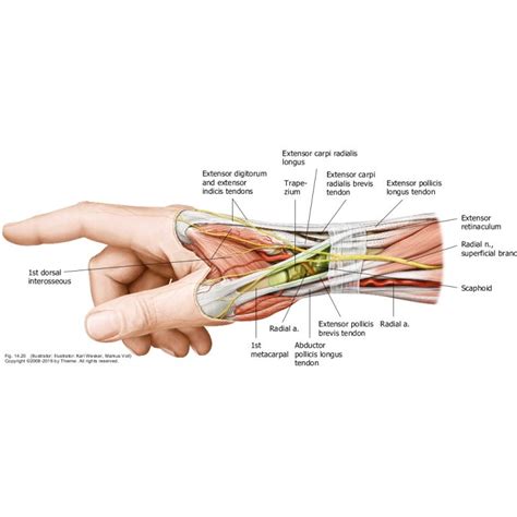 US Case 1 - Anatomical variations in Dorsal Compartment 1 | Blog ...