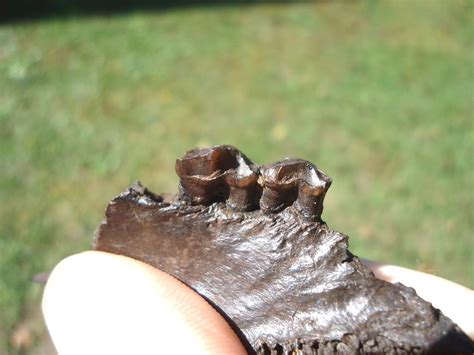 Beyond Rare Oreodont Mandible with Two Teeth | Artiodactyl | FOSSILS | Prehistoric Florida