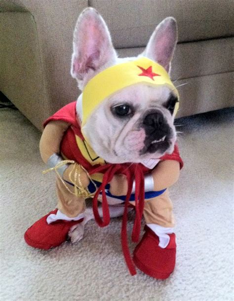 213 best Frenchie costumes images on Pinterest | French bulldogs, French bulldog costume and ...