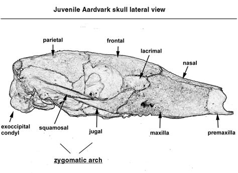 Aardvark Skull - Wits University