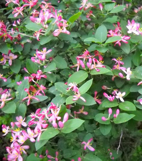 Larry's Photo a Day: Honeysuckle blooms.....