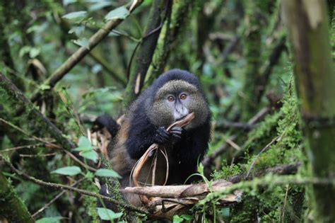 Gorilla Trekking in Rwanda | The Outdoor Voyage