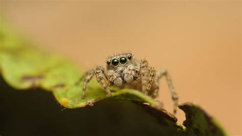 jumper spider by Árpád Rétháti on 500px | Jumper, Spider, Lizard