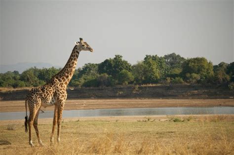 giraffe in zambia | Giraffe, Animals, Zambia