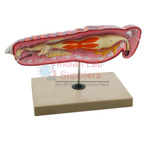 Locust Anatomy Model Manufacturer, Supplier & Exporter in India, Brazil ...