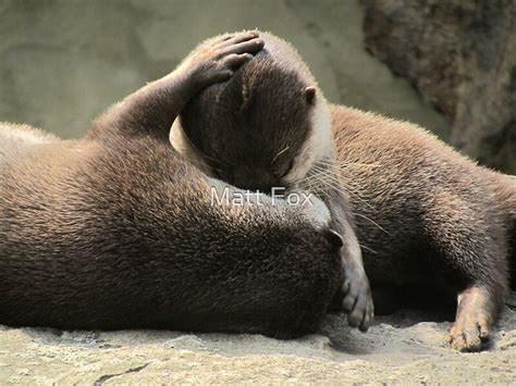 "Otters cuddling" by Matt Fox | Redbubble