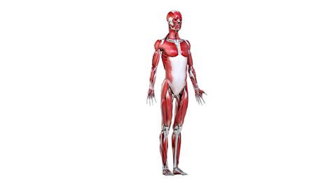 Female body skeleton muscles 3D model - TurboSquid 1524131