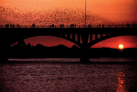 Congress Avenue Bridge- Bat-Watching Sites of Texas