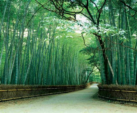 A Floresta de Bambus de Kyoto